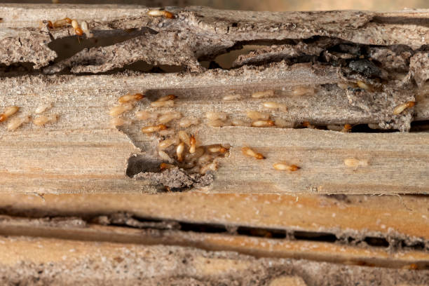 Professional Pest Control in Shawano, WI